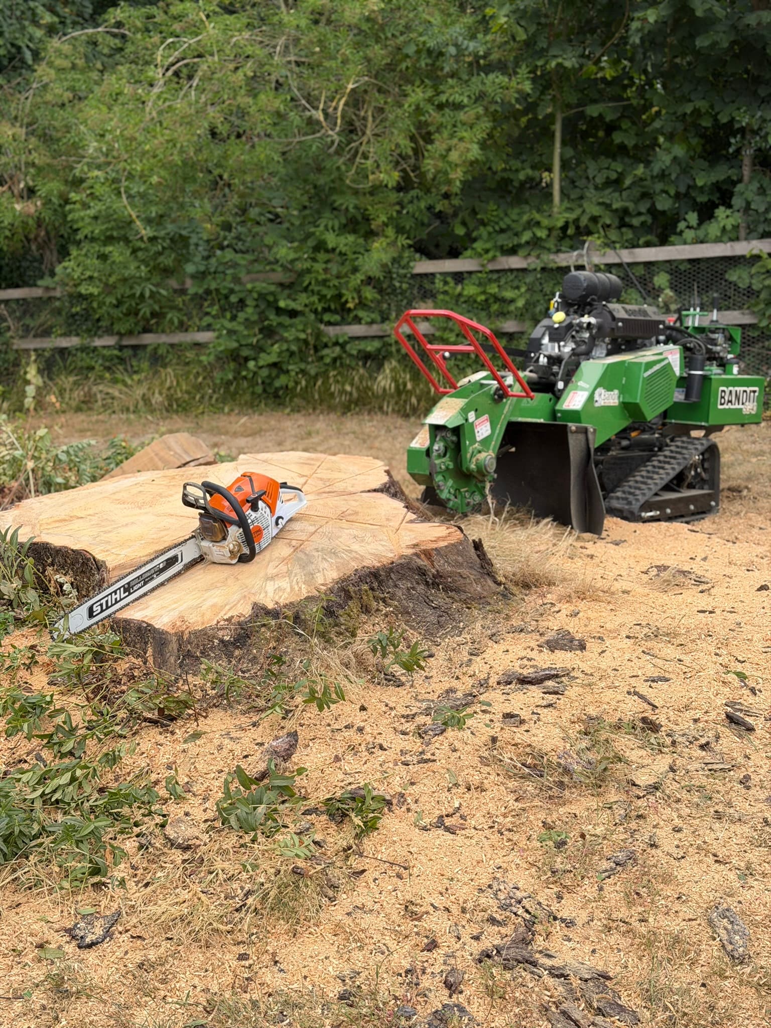 A large freshly felled tree stump with a Stihl chainsaw resting on its flat cut face, and a green Bandit tracked stump grinder alongside it surrounded by fresh wood chippings