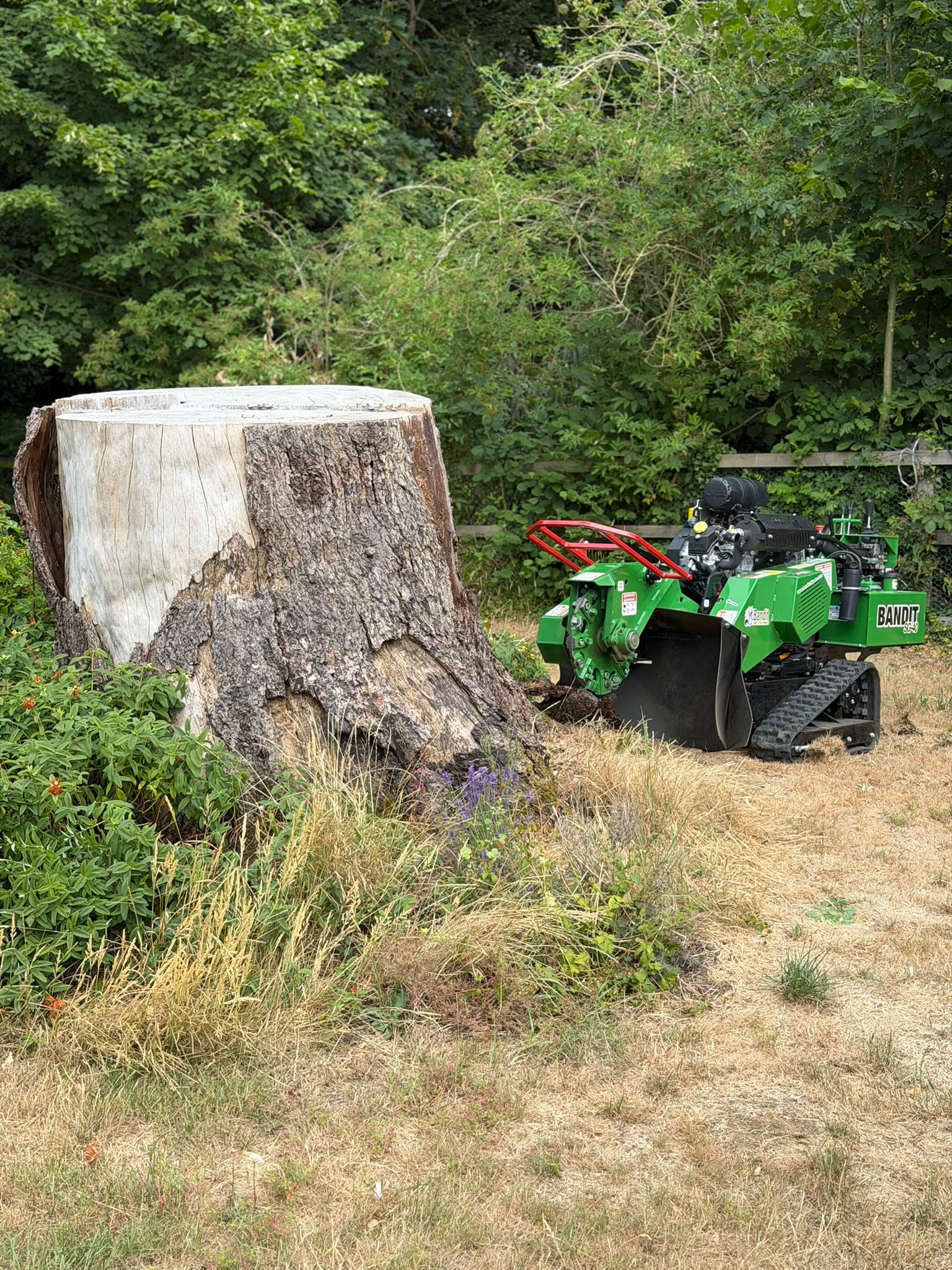 A large intact cedar stump around 6 ft across beside a green Bandit SG-40 tracked stump grinder in a garden