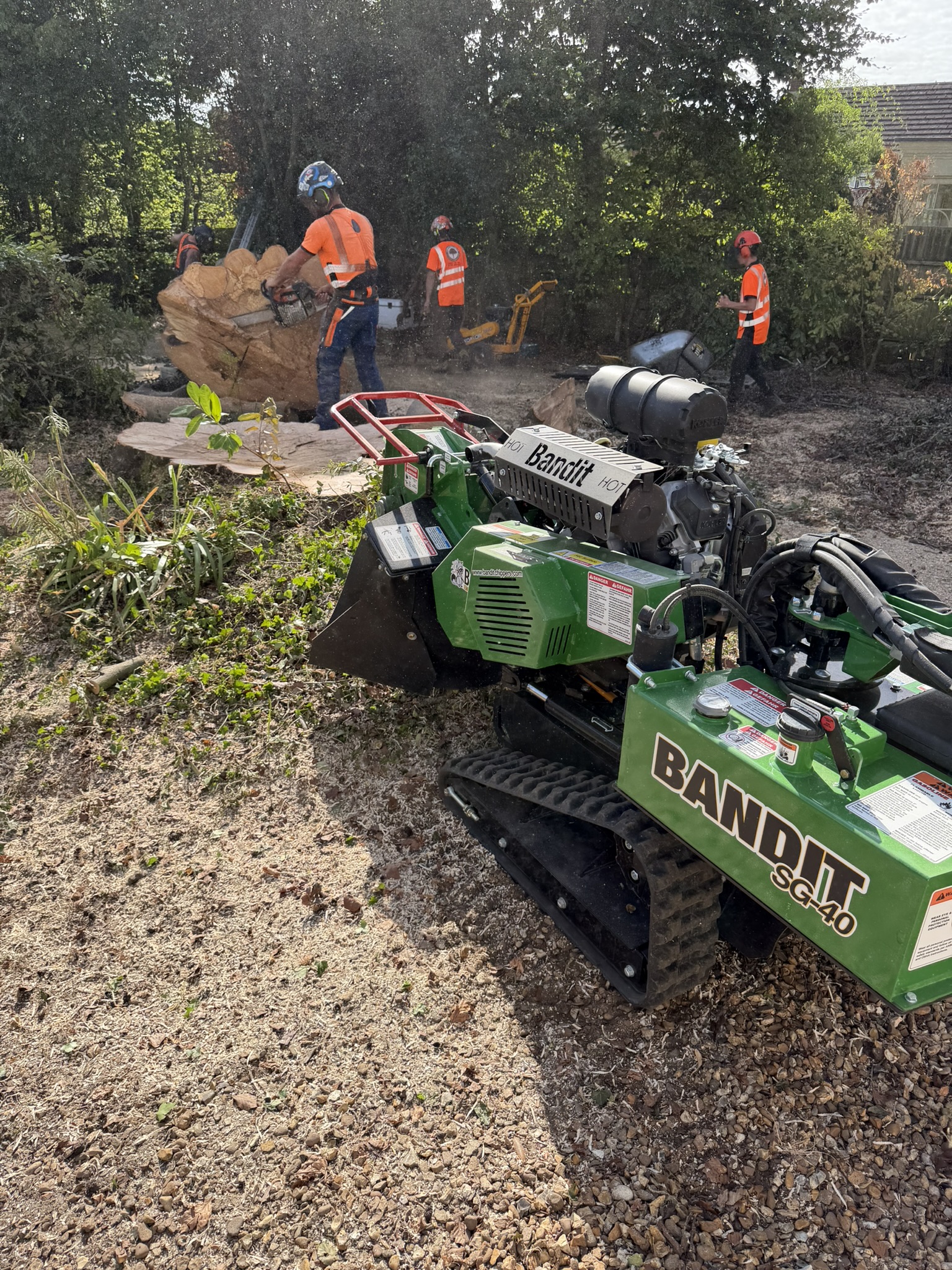 The Bandit SG-40 stump grinder in the foreground while an arborist cuts a large beech section with a chainsaw, sawdust flying and the hi-vis team working around