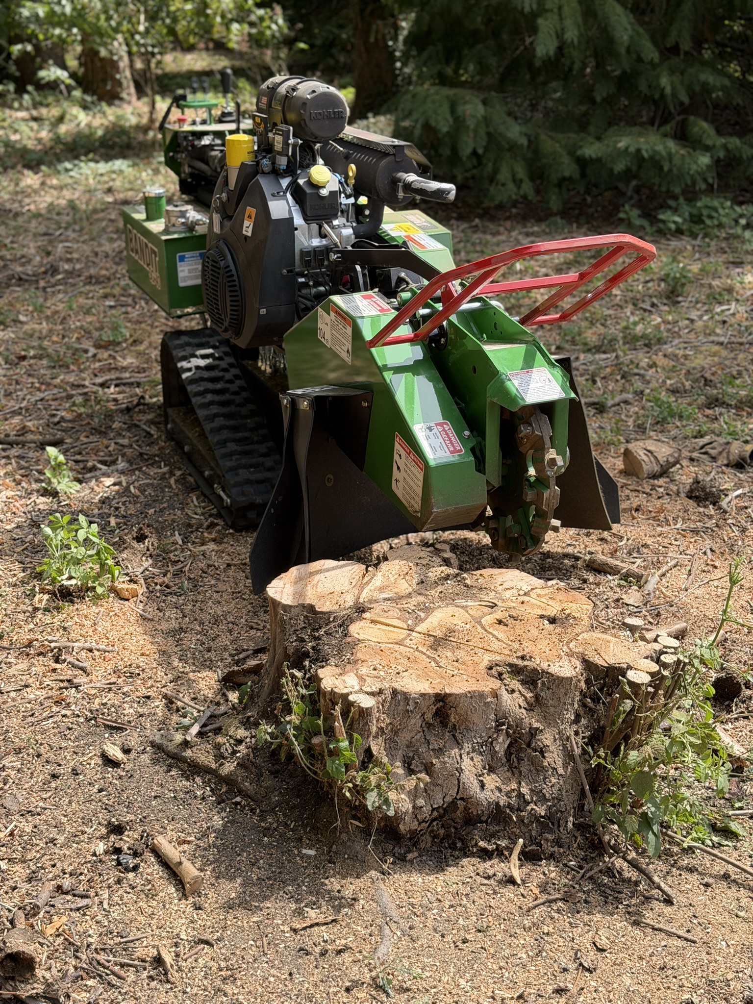 The Bandit SG-40 stump grinder positioned at a freshly cut stump in a woodland clearing in Much Hadham, cutting wheel over the stump