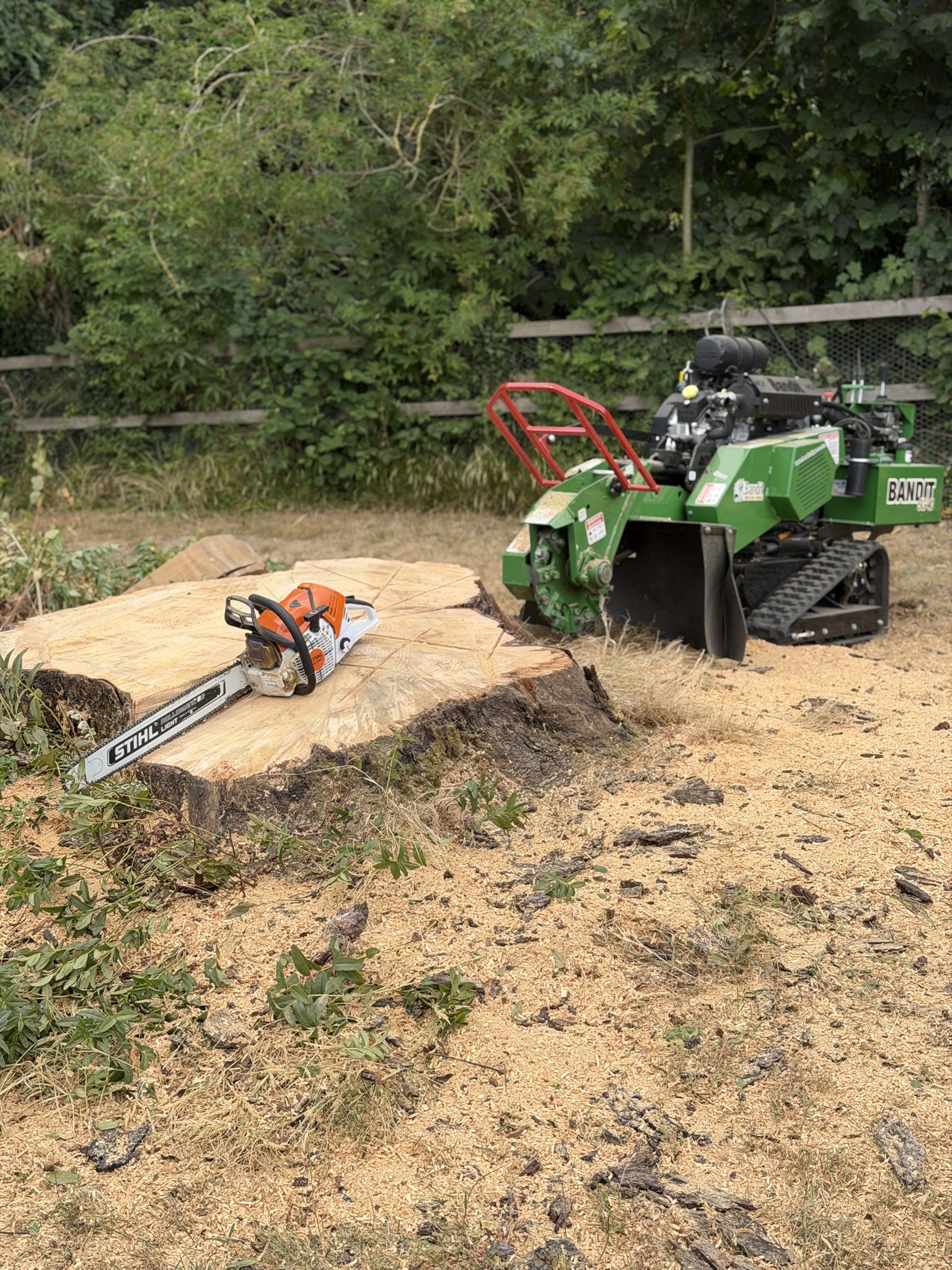 A large flat-cut tree stump with a Stihl chainsaw resting on top and a Bandit stump grinder behind it, surrounded by fresh grindings