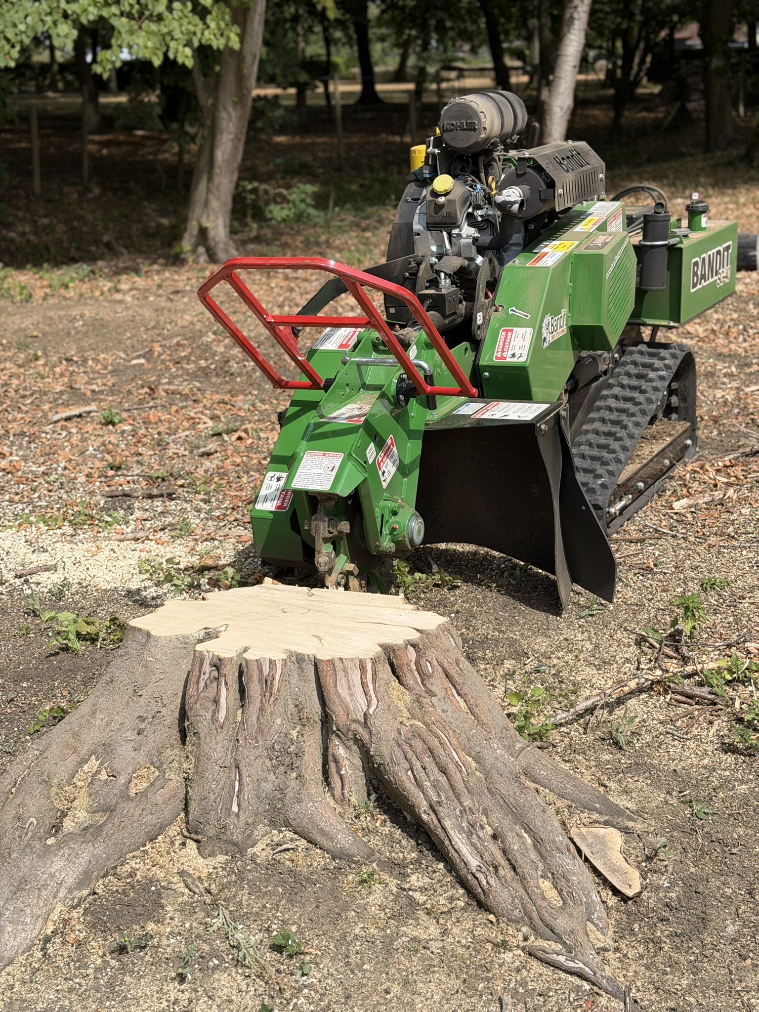 A Bandit stump grinder positioned against a wide mature tree stump with exposed buttress roots