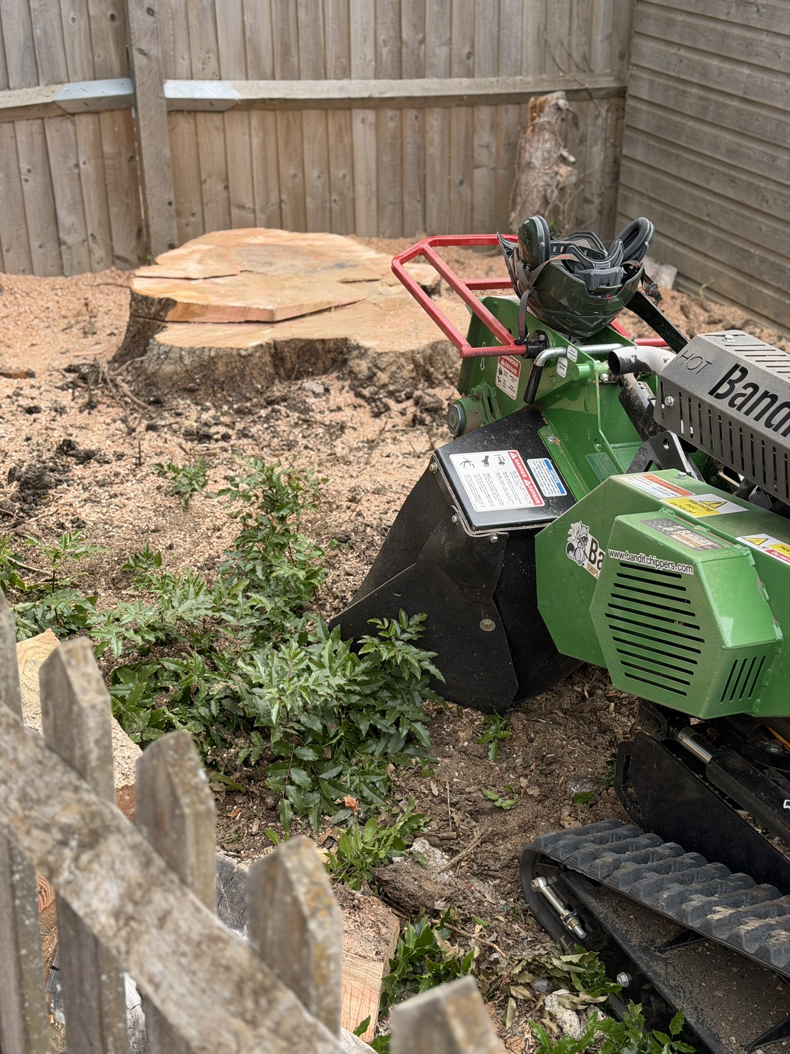 The large horse chestnut stump reduced to a broad cut section, with the Bandit SG-40 grinder working alongside it