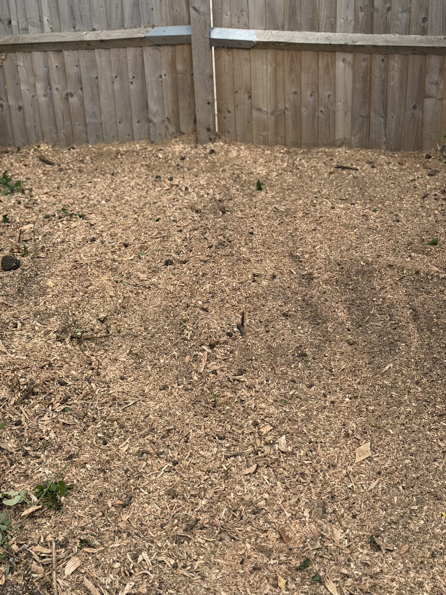The cleared ground after grinding, covered in a bed of fresh pale wood chippings where a stump used to be
