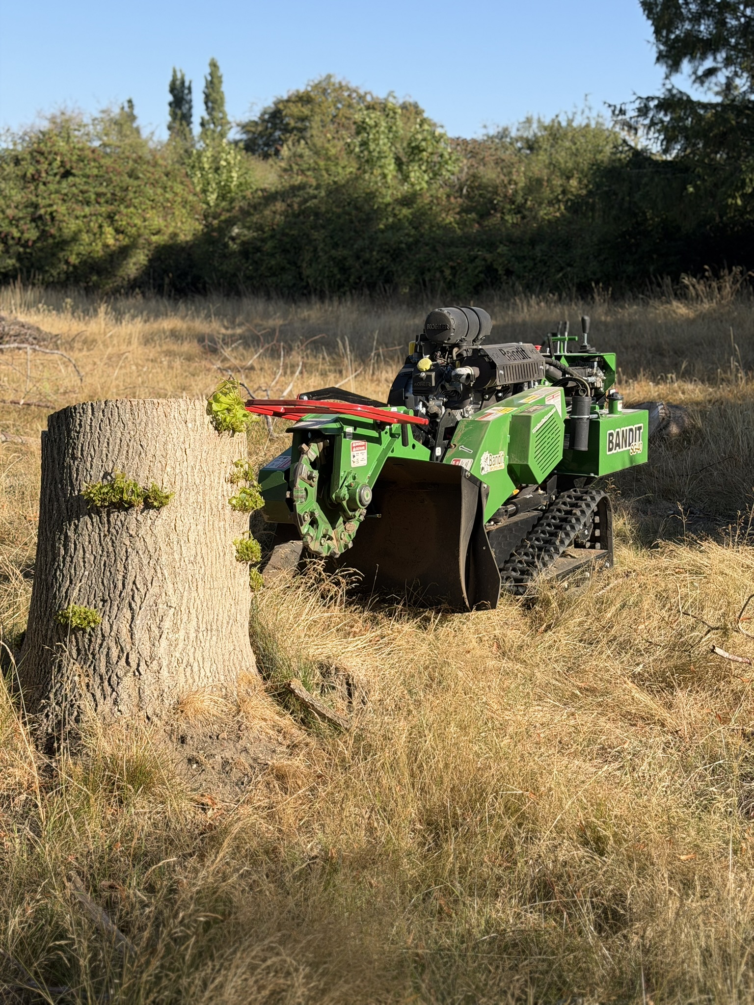 A large tree stump beside a green Bandit SG-40 tracked stump grinder on an open, overgrown site in Chelmsford