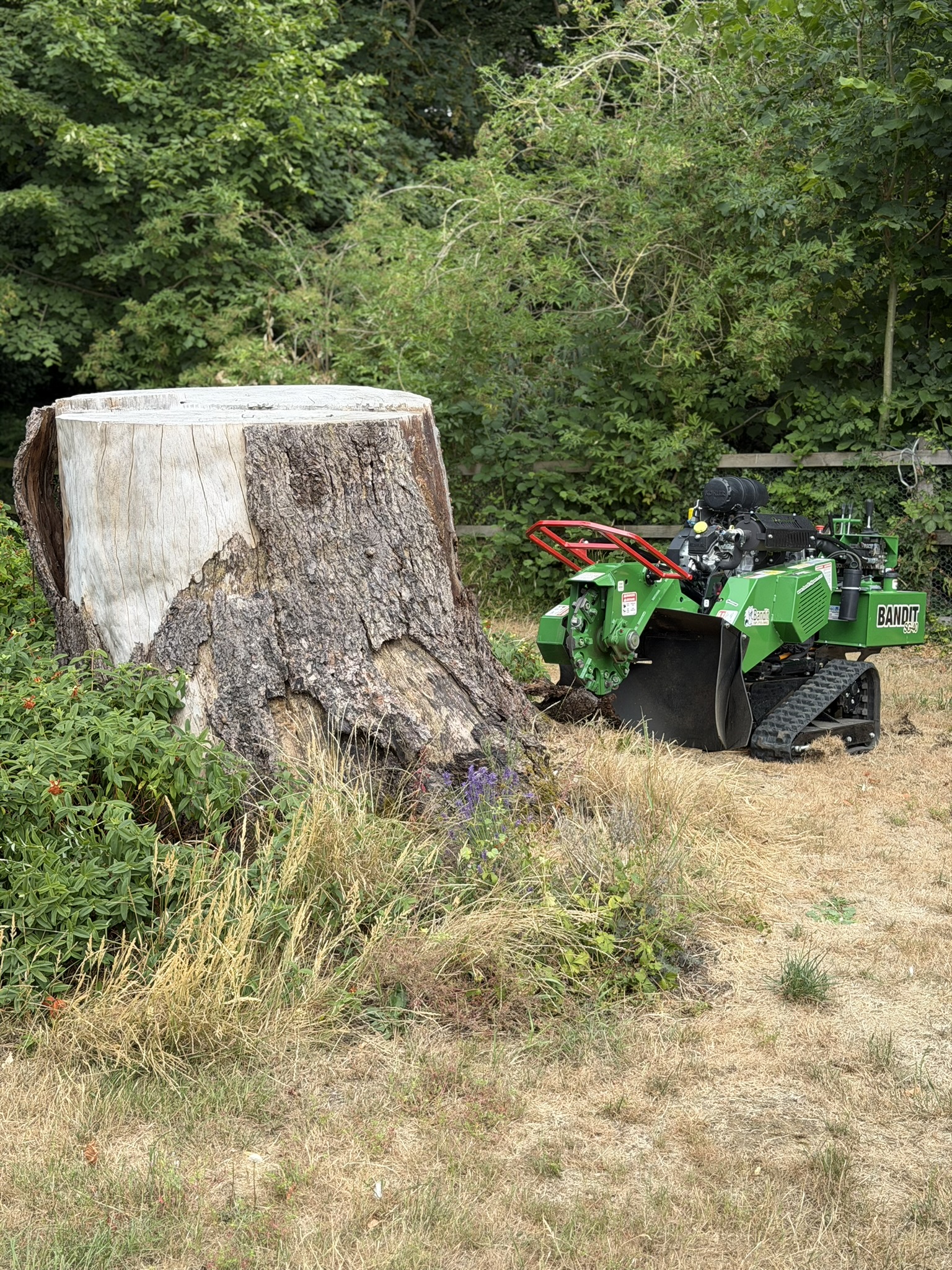 The large intact cedar stump around 6 ft across beside a green Bandit SG-40 tracked stump grinder before work started