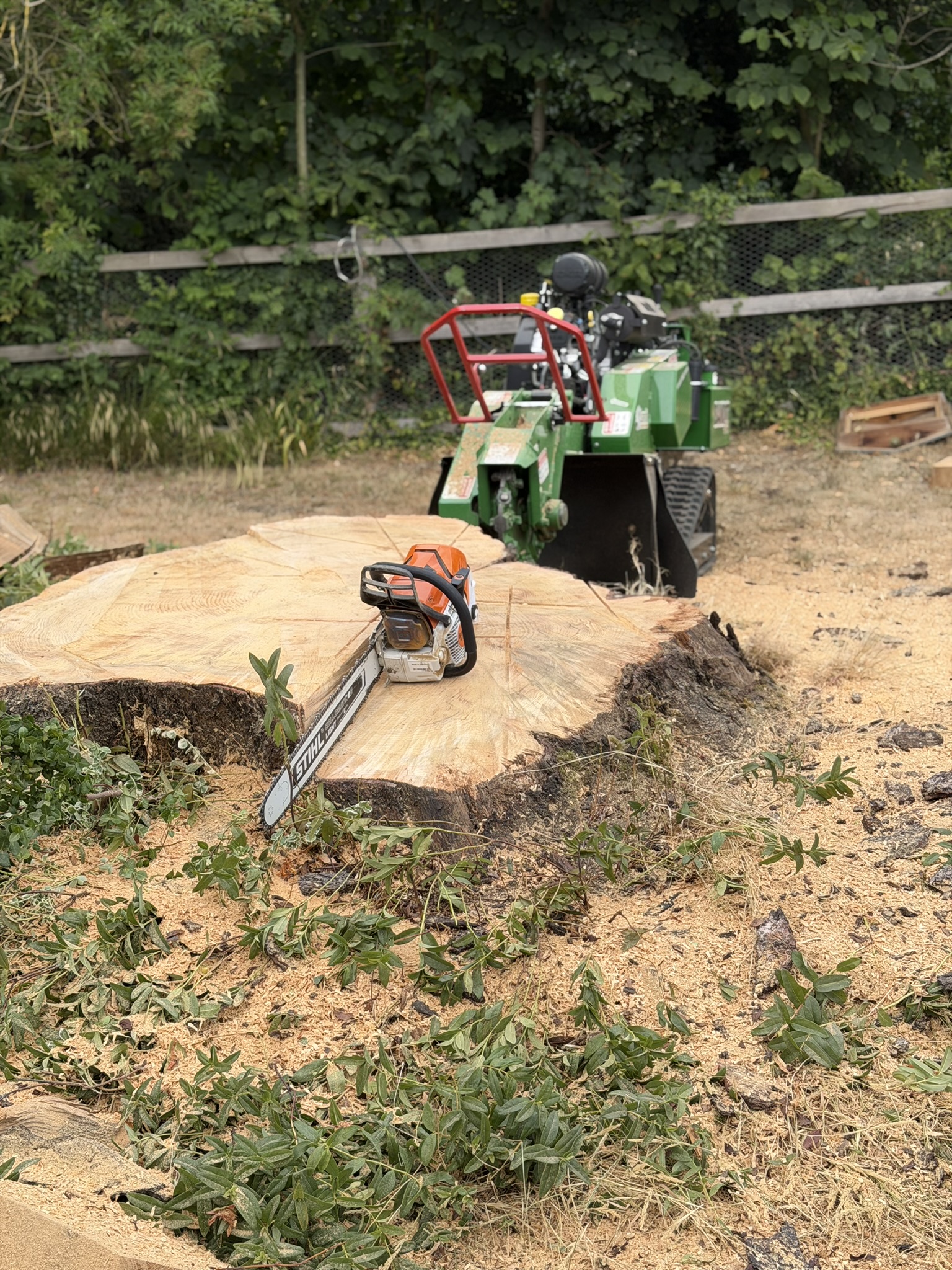 A cedar stump cut down to a broad flat cross-section with a Stihl chainsaw resting on top and a stump grinder behind