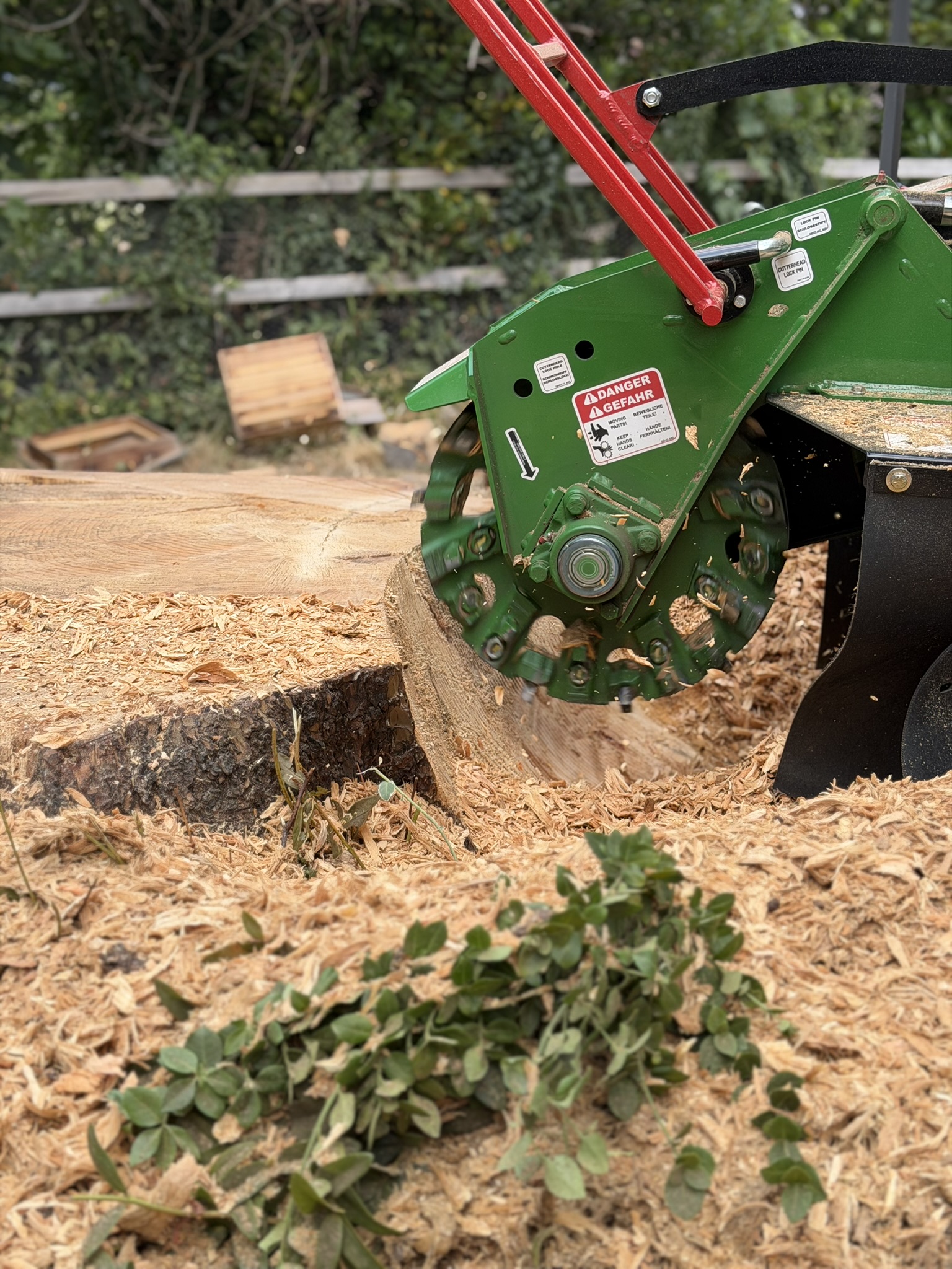 The green cutting wheel of a Bandit stump grinder biting into the cut face of a large cedar stump, throwing fresh wood chippings